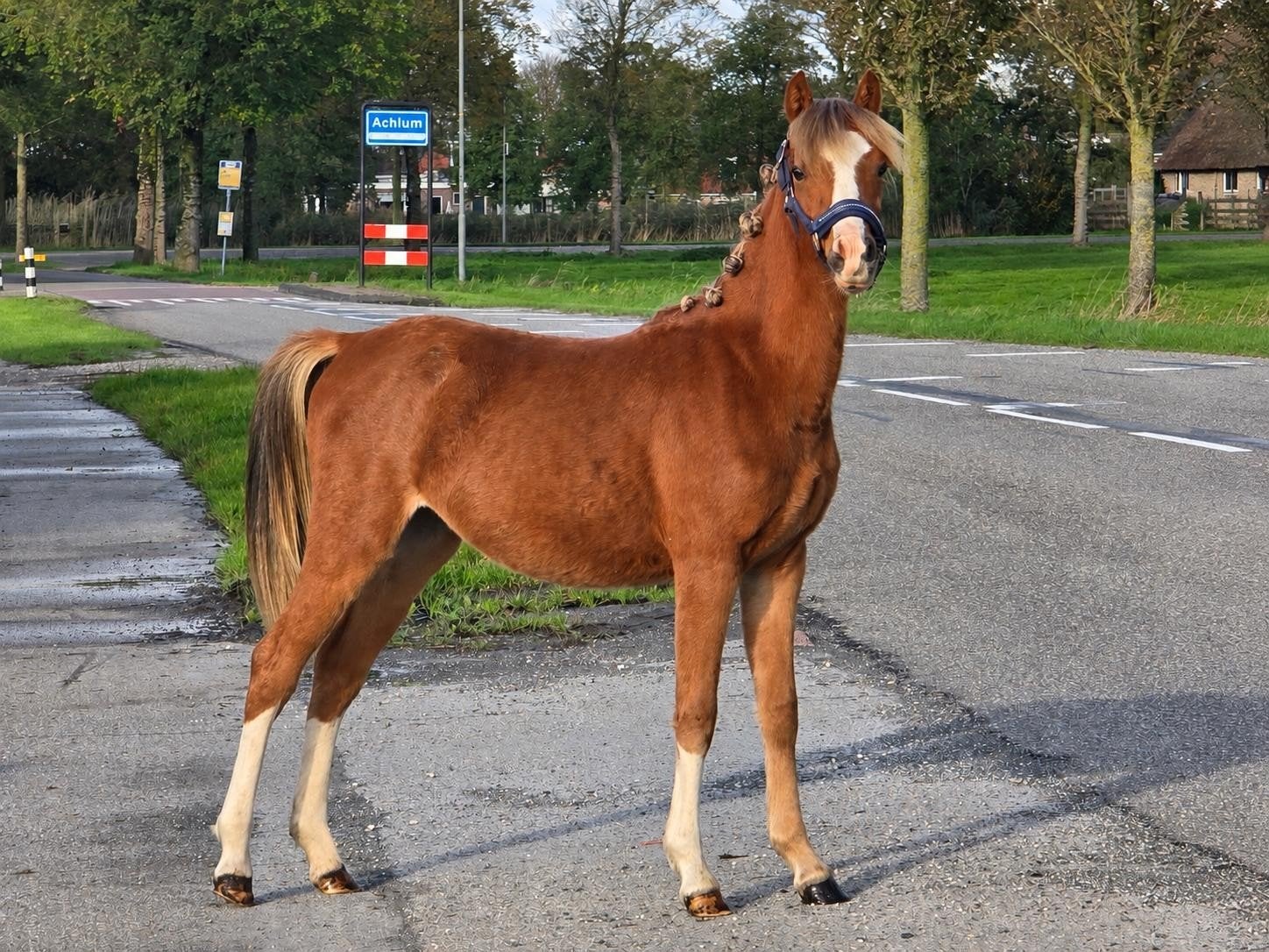 prachtige jaarling welsh merrie, Merrie, Met stamboom, Dressuurpony, 0 tot 2 jaar