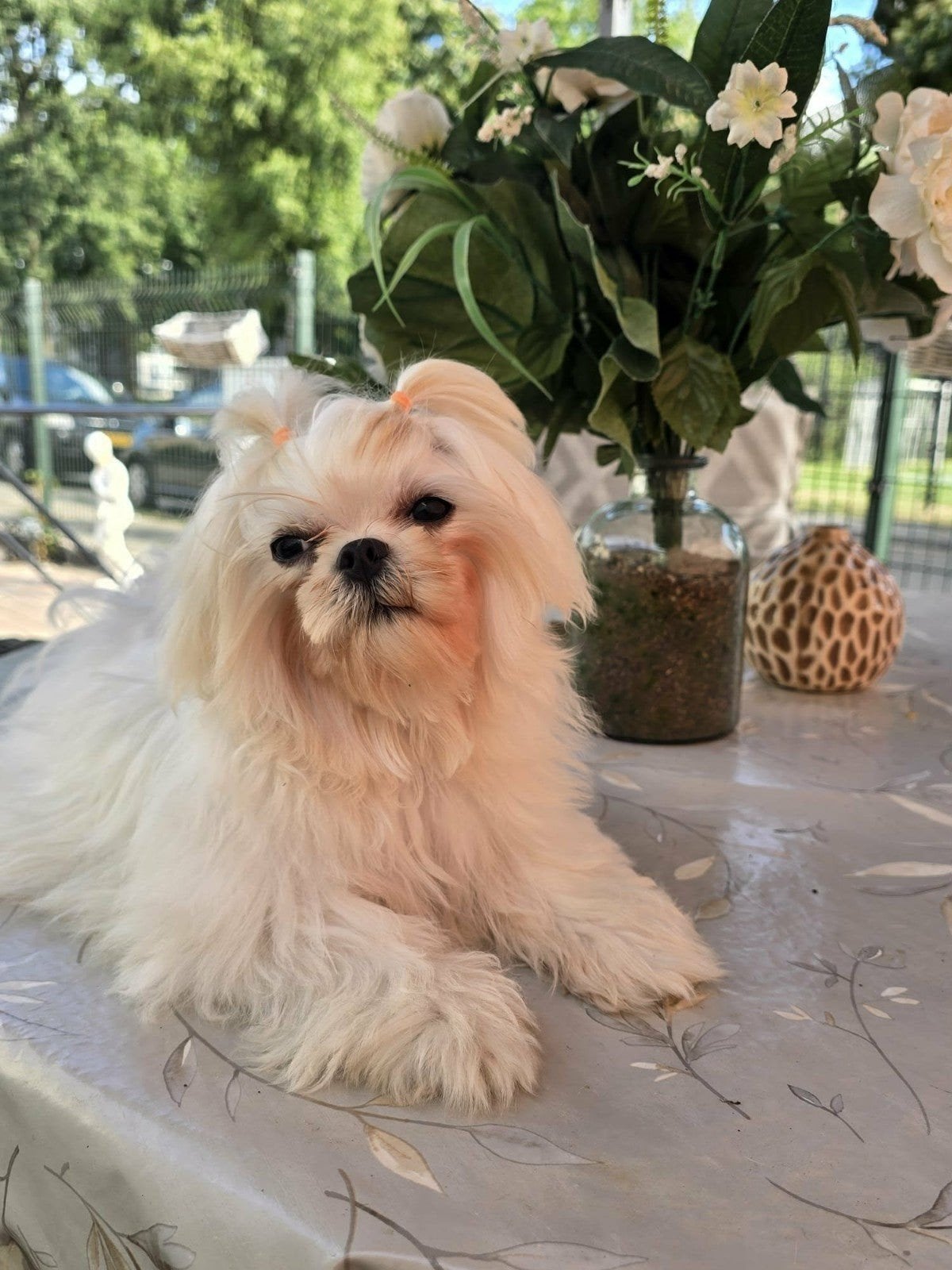 maltezer leeuwtje  teefje, Maltezer, 1 tot 2 jaar, Teef, Eén hond