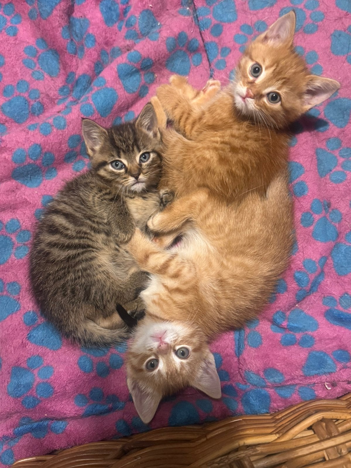 Britse korthaar x noorse boskat, Kater