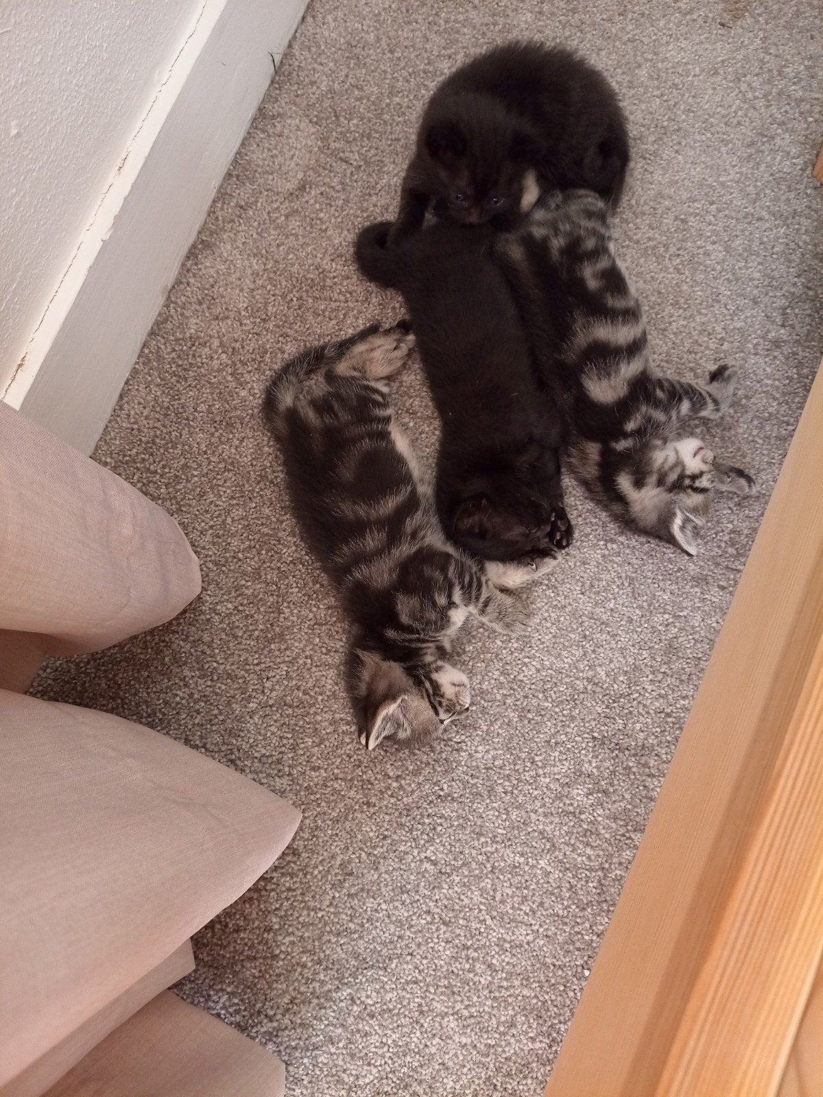 Kittens