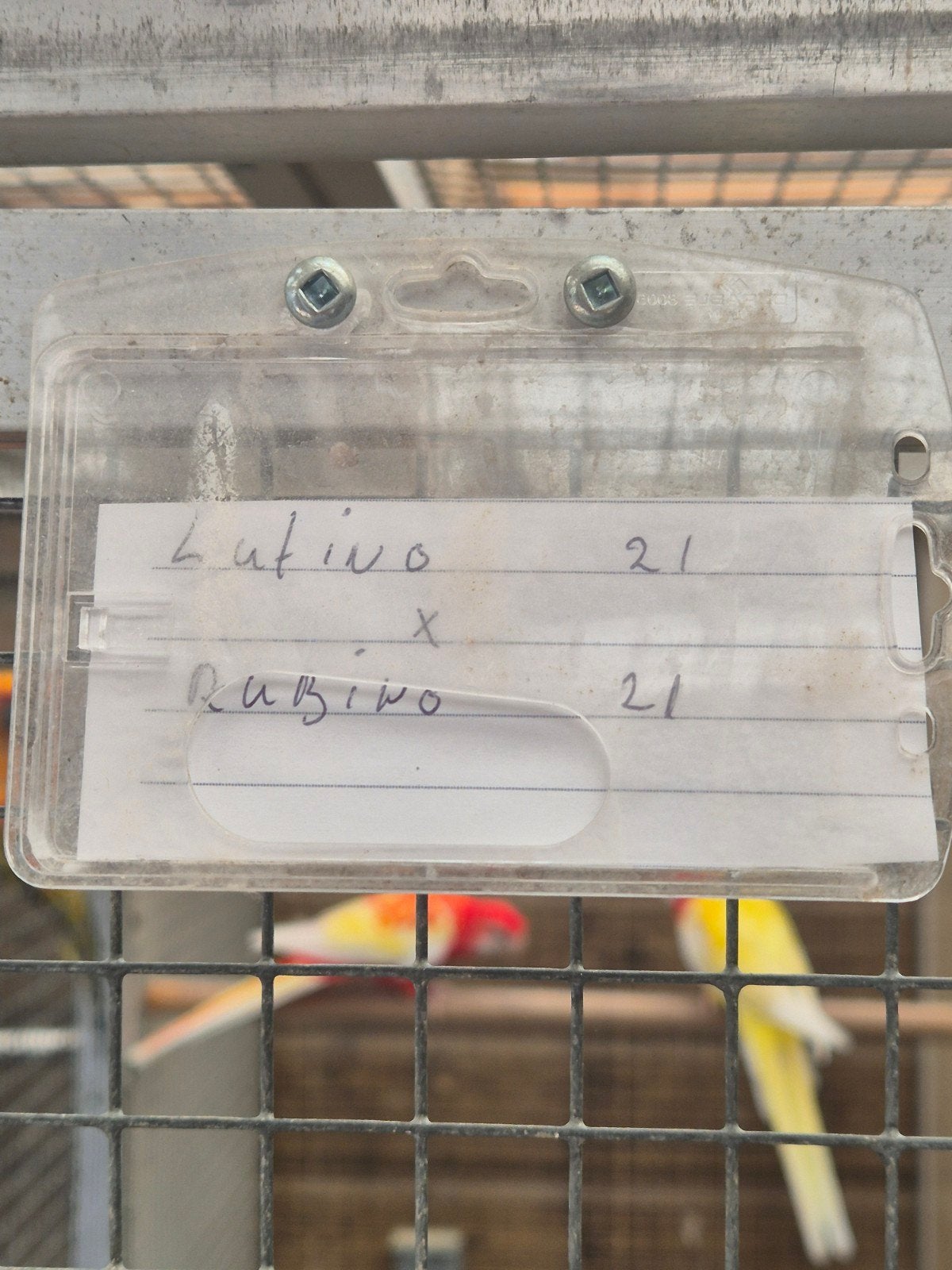 Te koop 2.mooie.koppels rozella.s, Meerdere dieren, Parkiet, Geringd