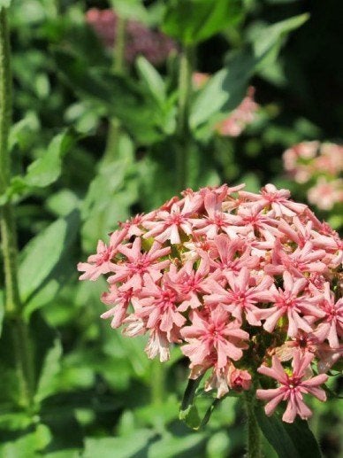 Zaden Lychnis chalcedonia, Verzenden, Volle zon