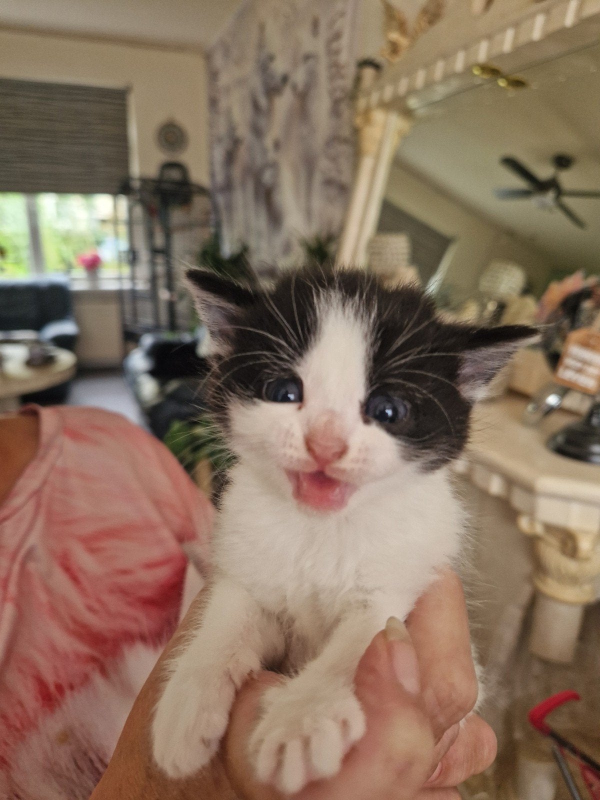 kittens, Meerdere dieren