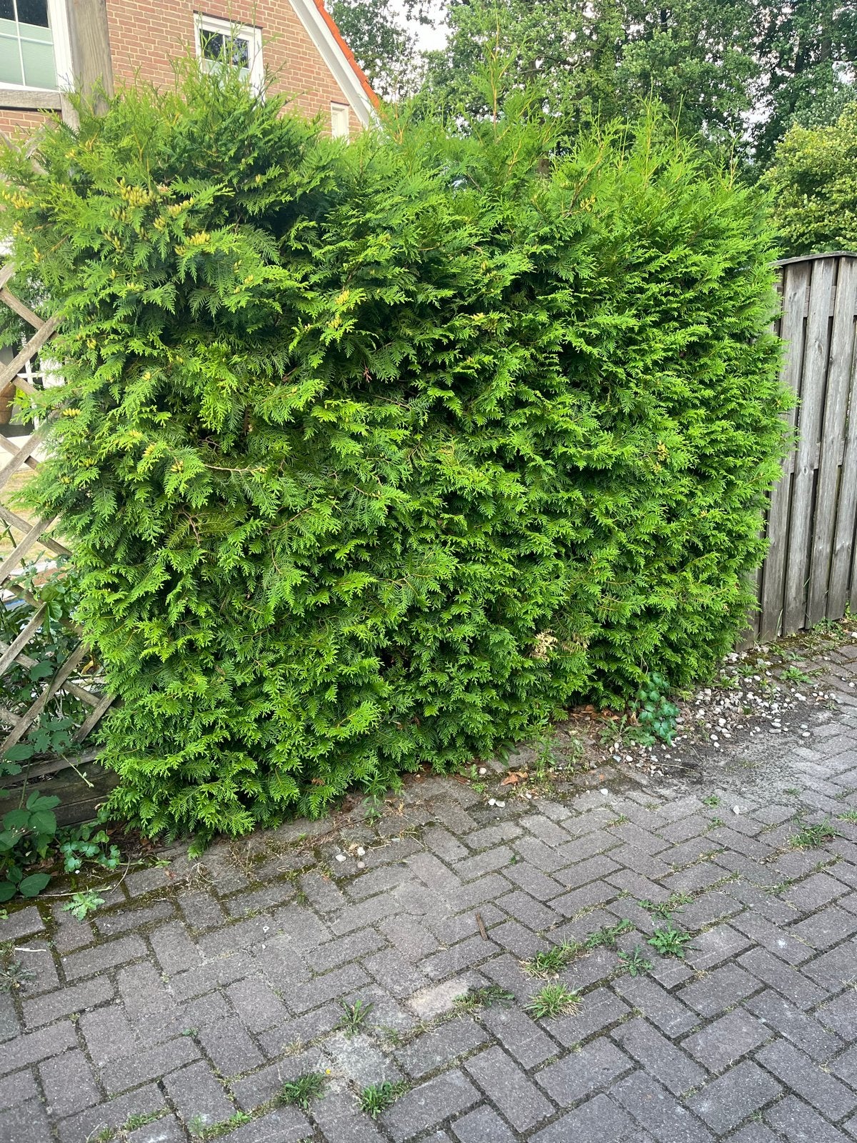 Buxus haag (3 stammen), Ophalen, Buxus, Haag, 100 tot 250 cm