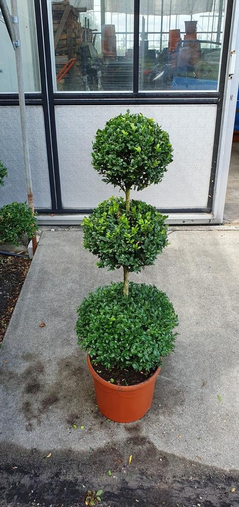 Buxus triobollen, Ophalen, Bloeit niet, Overige soorten, Volle zon