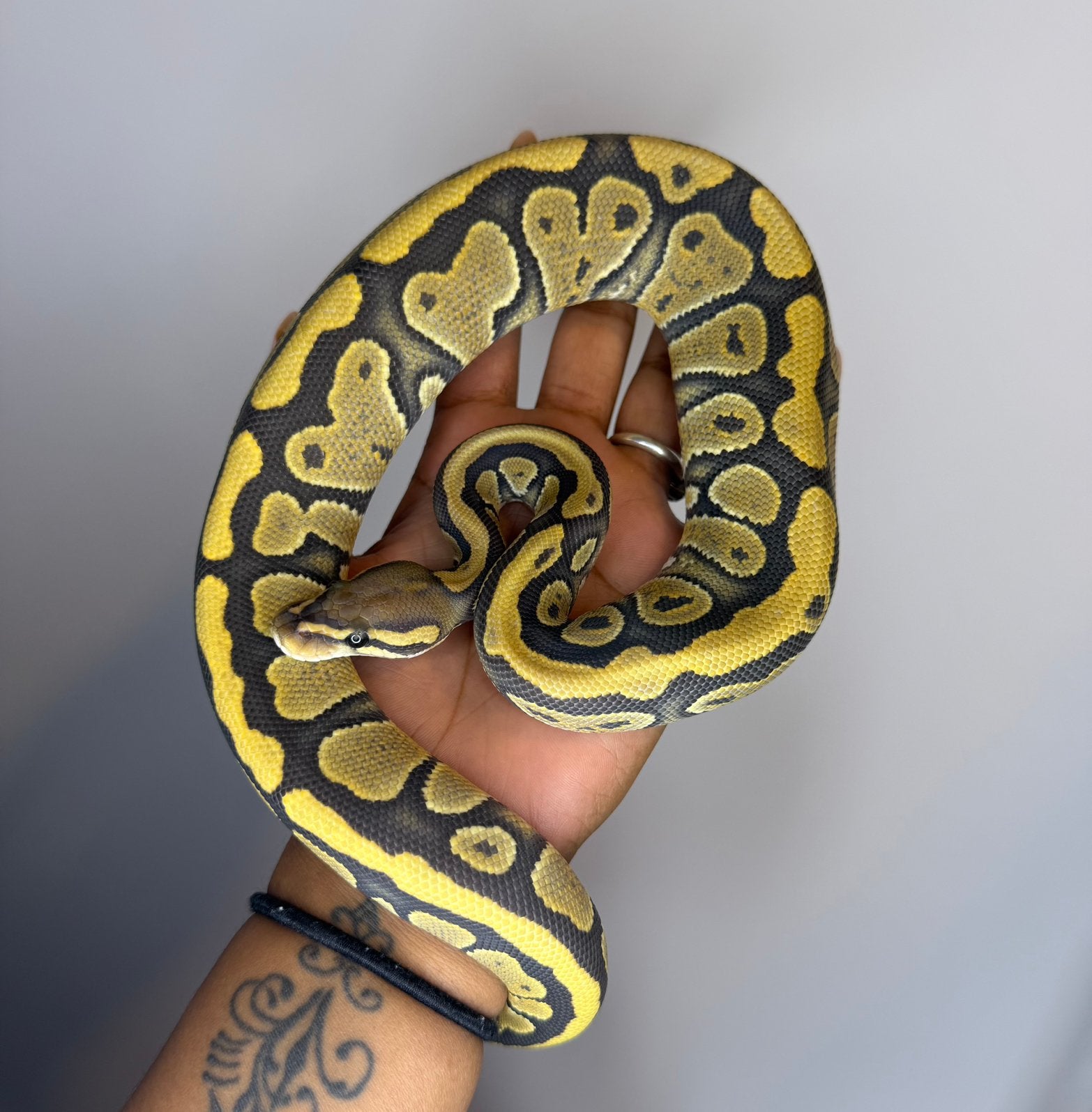0.1 Mojave Ghost NK25 Ball Python photo 2