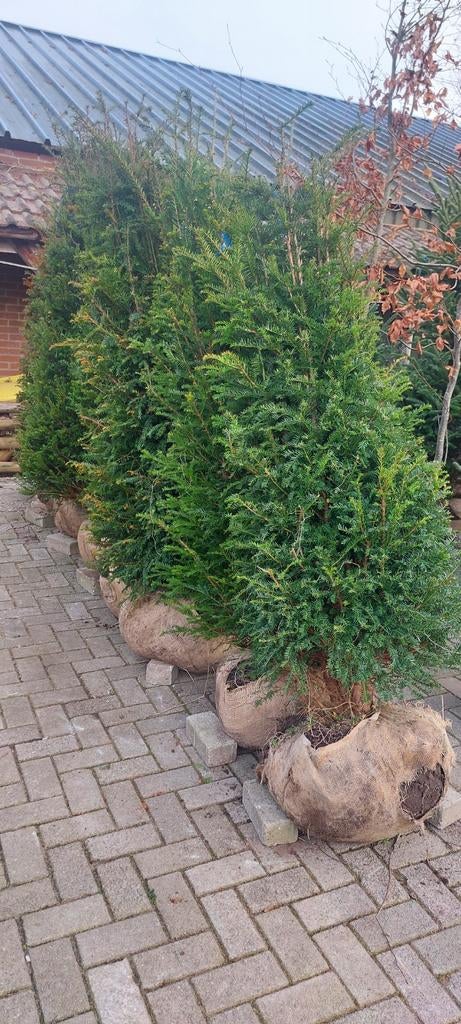 Taxus baccata, Ophalen, Taxus, Minder dan 100 cm