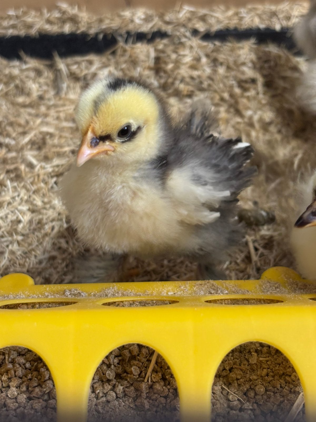 Kuikens van 2 weken oud., Dieren en Toebehoren, Pluimvee, Geslacht onbekend, Kip