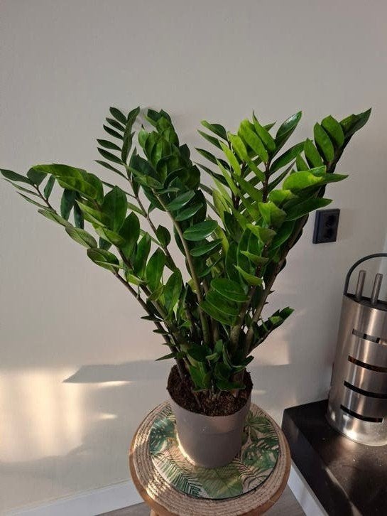 Kamerplanten Pothos, Dieffenbachia, Maranta, Monstera,, Huis en Inrichting, Ophalen, Palm, Halfschaduw, In pot