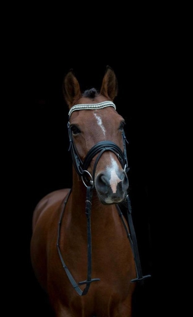 fantastische kinderpony/weide maatje zoekt haar gouden thuis, Dieren en Toebehoren, Pony's, Merrie, Met stamboom, 11 jaar of ouder