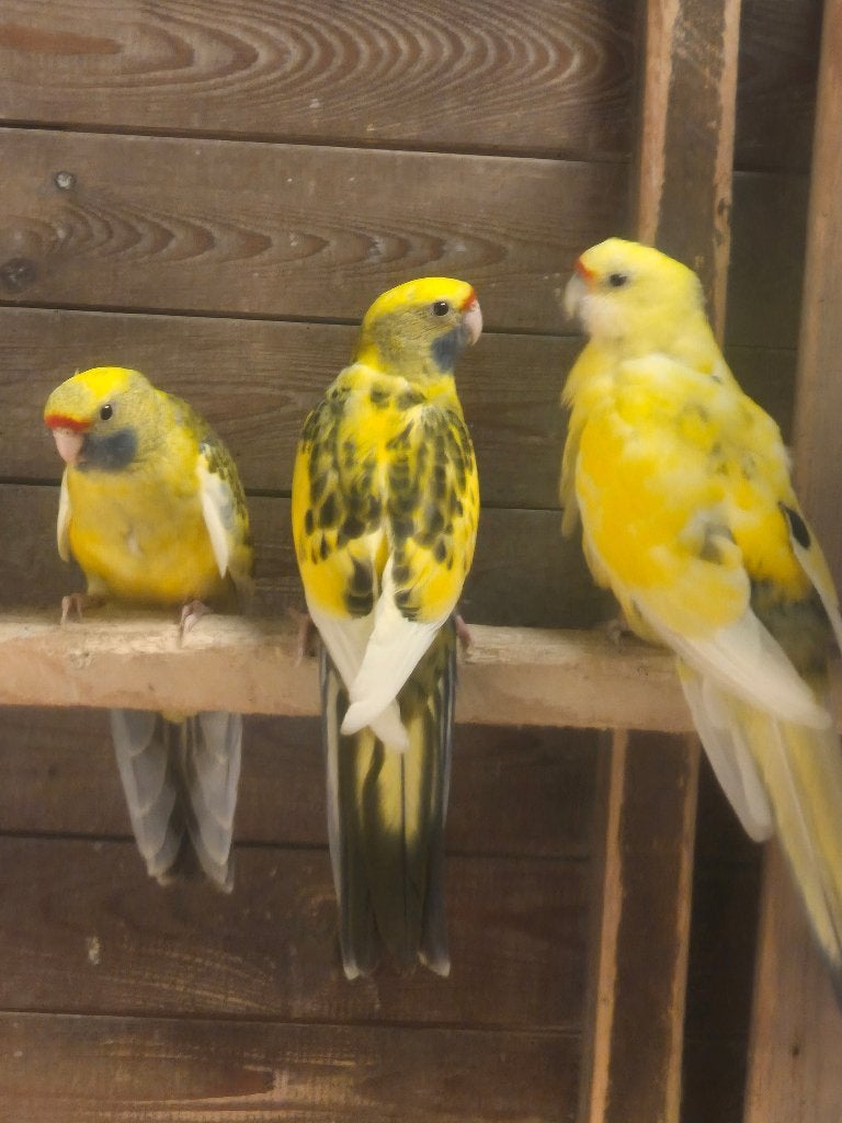 rosella's, Meerdere dieren, Parkiet