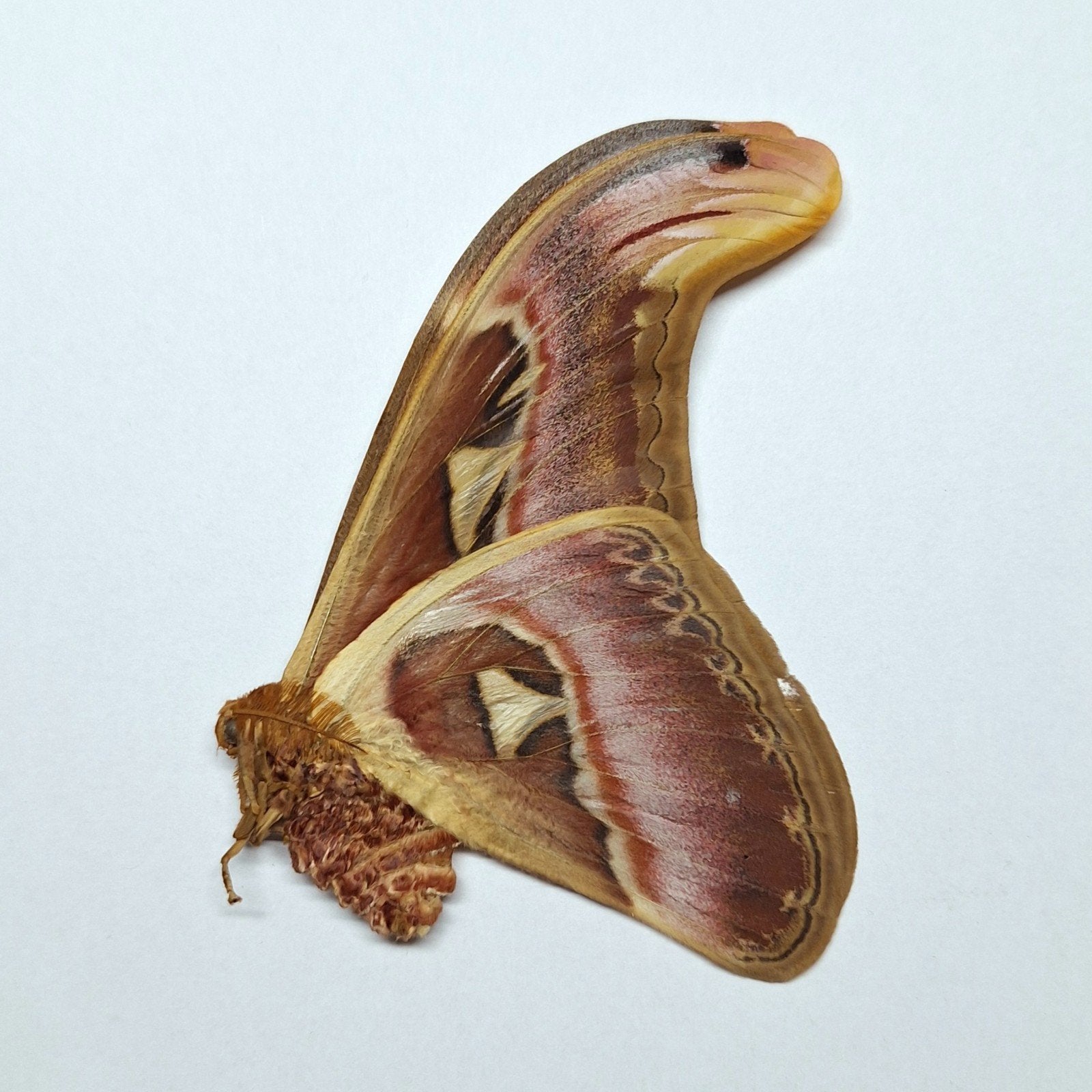 onopgezette mot attacus atlas, Ophalen of Verzenden, Nieuw, Insect, Opgezet dier
