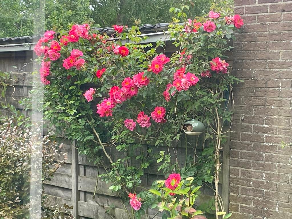 Roze Klimroos - Jonge plant in pot, Tuin en Terras, Planten | Tuinplanten, Ophalen, Volle zon, Vaste plant, Klimplanten