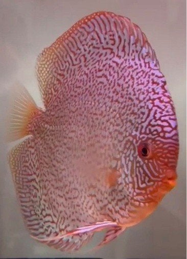 Discus Mystic Fire - ca 10 - Koidream Valburg