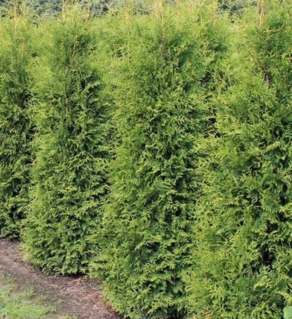 Coniferen Thuja Brabant, Tuin en Terras, Planten | Struiken en Hagen, Ophalen of Verzenden, Conifeer, 100 tot 250 cm