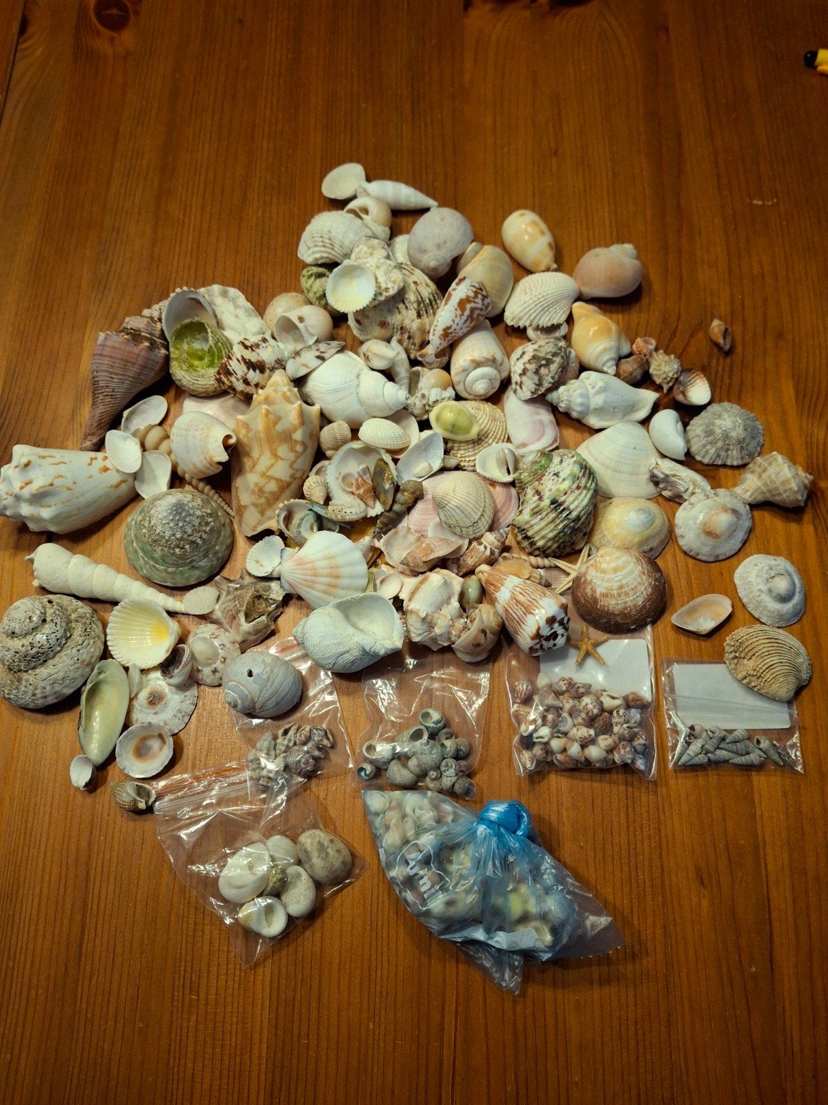 Diverse schelpen in verschillende maten, Verzamelen, Ophalen of Verzenden, Gebruikt