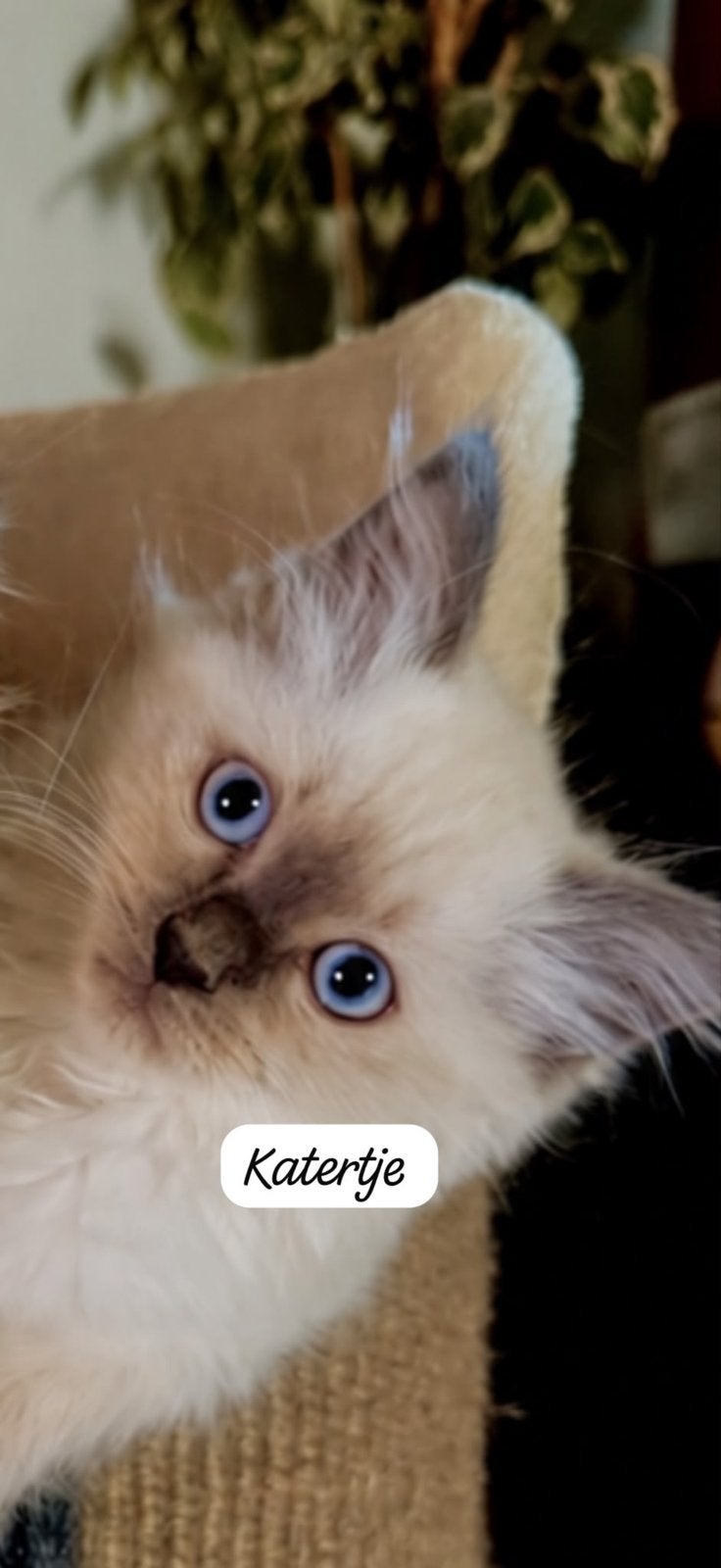 Raszuivere Ragdoll kitten Poesje, Meerdere dieren, Met stamboom, 0 tot 2 jaar