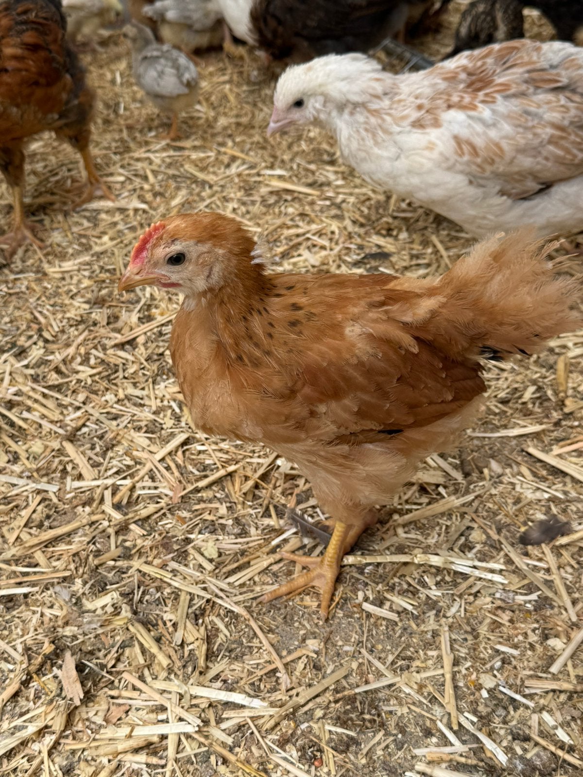 Jonge Ras Haantjes Te Koop., Dieren en Toebehoren, Pluimvee, Kip, Mannelijk