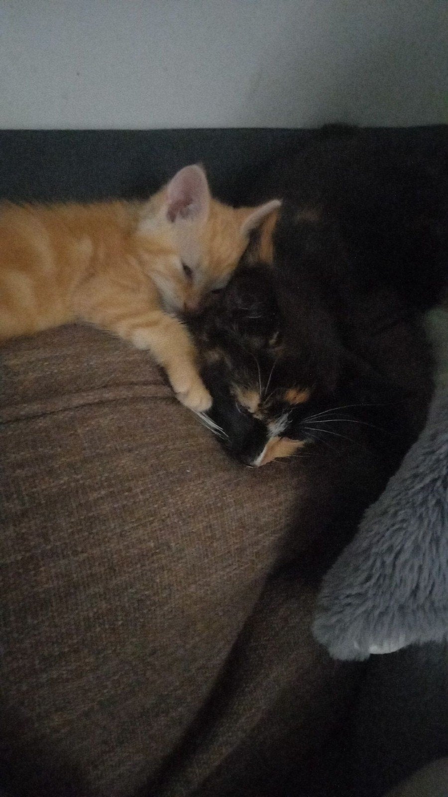 2 kittens zoeken huisje, Poes