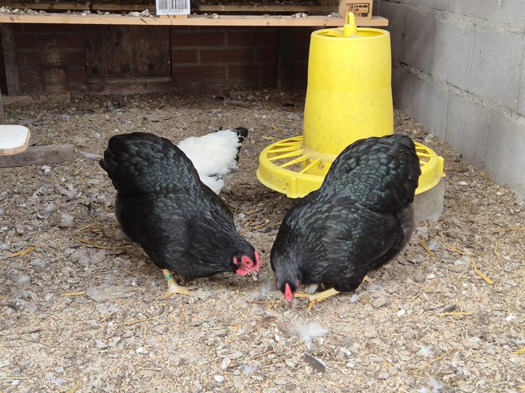 Te koop: Wyandotte kriel, zwart, 2x hen, Dieren en Toebehoren, Vrouwelijk, Kip