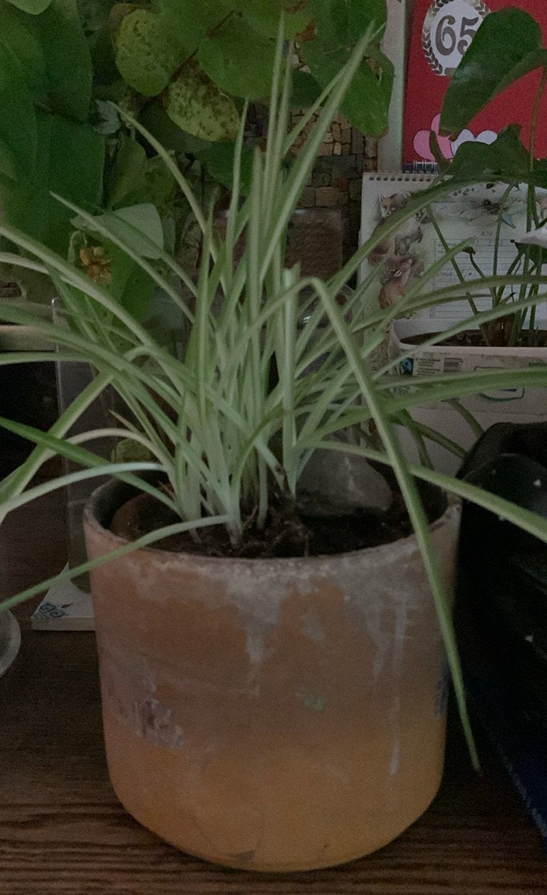 Graslelie (Chlorophytum comosum, variegatum), Overige soorten, Vaste plant, Ophalen of Verzenden, Bloeit niet