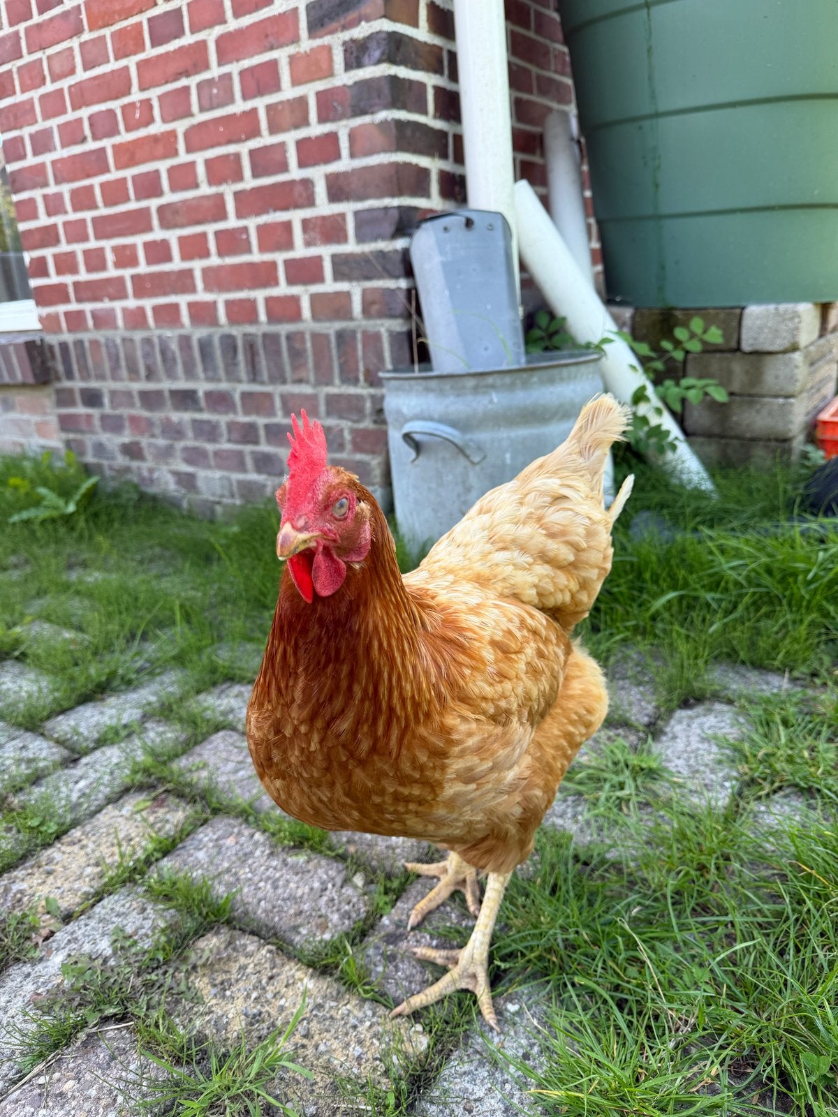 Foto 2 van Kip gratis af te halen