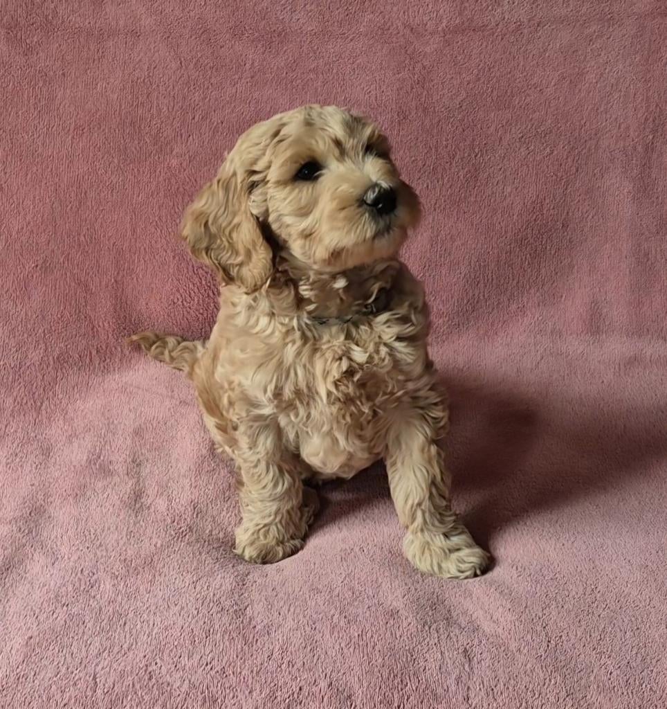 Labradoodle multigen pups, Dieren en Toebehoren, Honden | Retrievers, Spaniëls en Waterhonden, Parvo, Nederland, Overige rassen