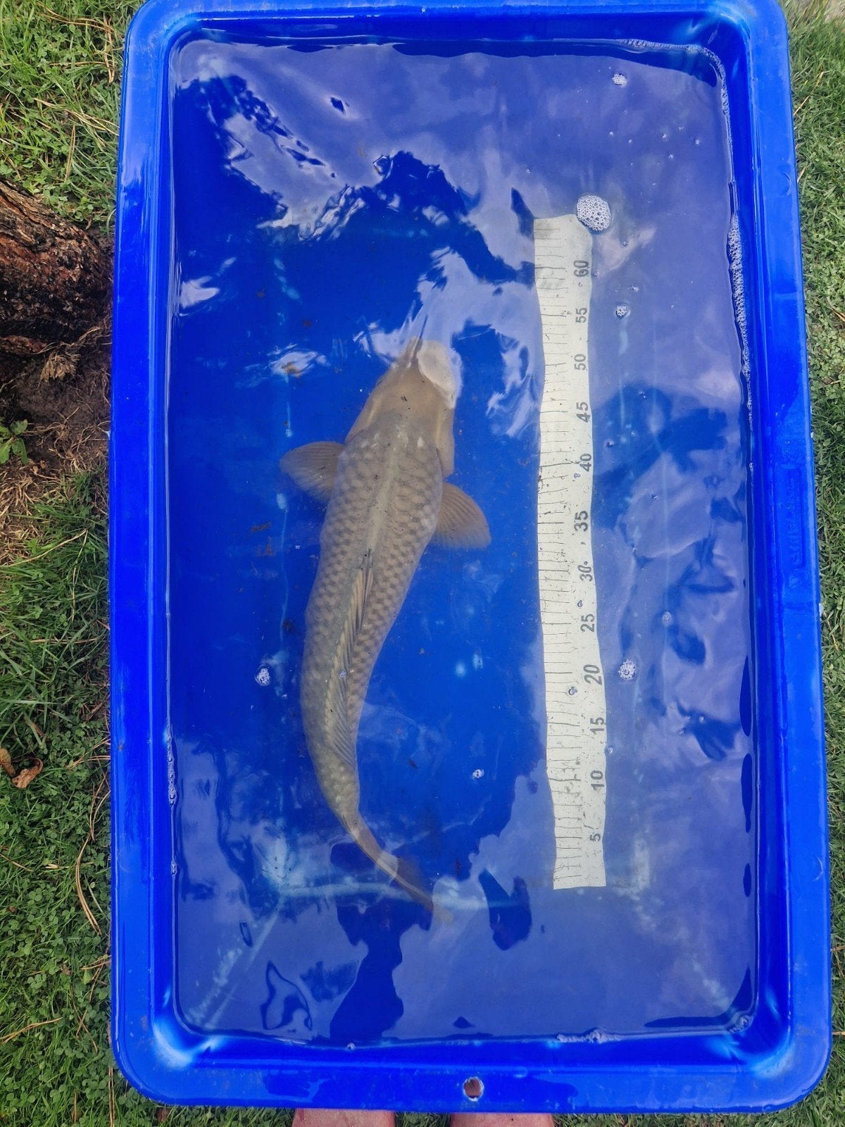 Chagoi/soragoi 60-65cm, Karper of Koi