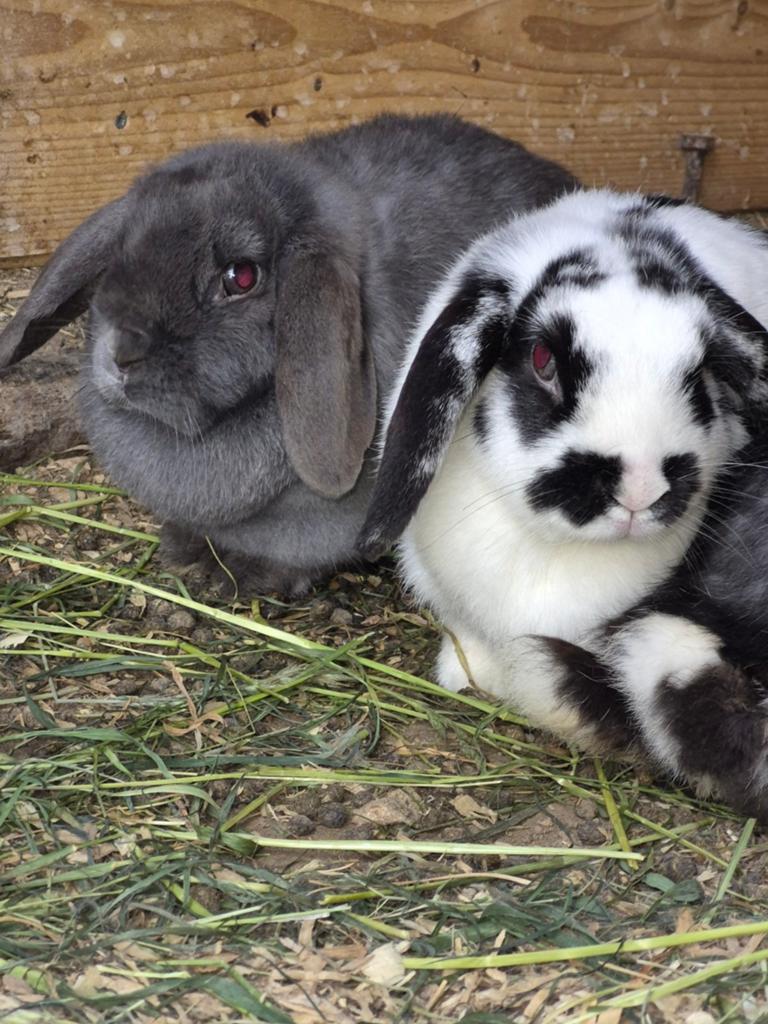 Hangoor konijntjes, Dieren en Toebehoren, Konijnen, Vrouwelijk, 0 tot 2 jaar, Hangoor
