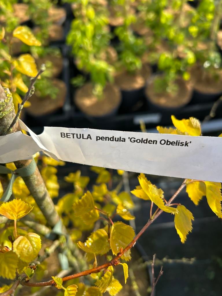 Betula pendula'Golden Obelisk' - Gouden berk, Tuin en Terras, Volle zon, Vaste plant, Lente, Ophalen