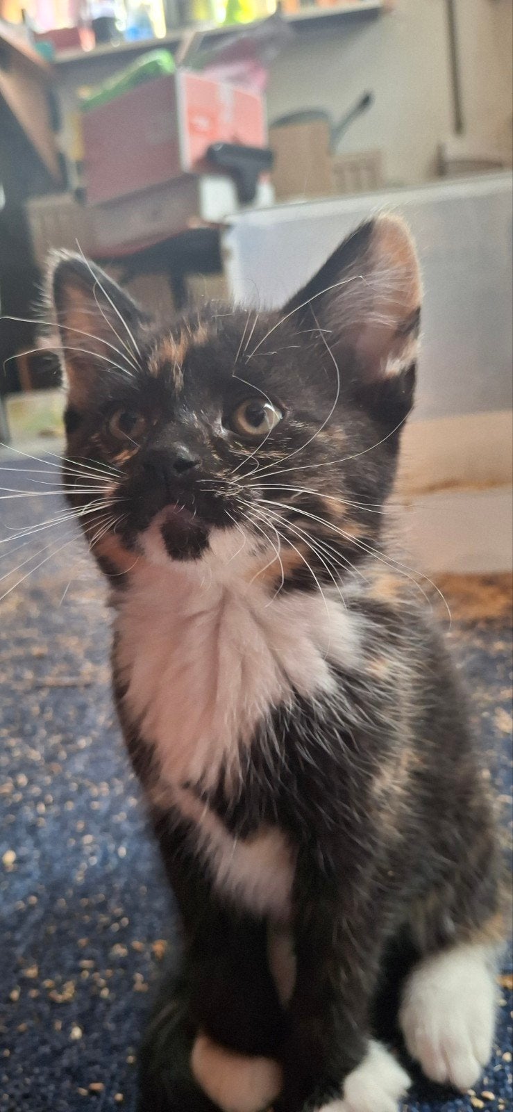Kittens (8 wkn oud) zoeken gouden mandje., Meerdere dieren