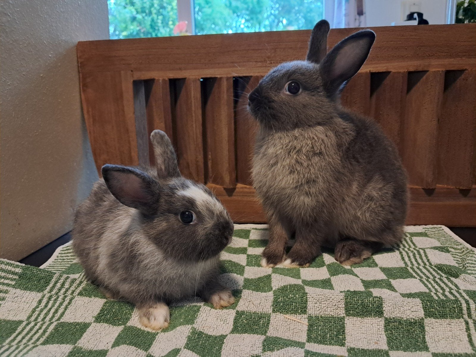 grijze dwergkonijnen te koop kleurdwerg tam, Meerdere dieren, Dwerg, 0 tot 2 jaar