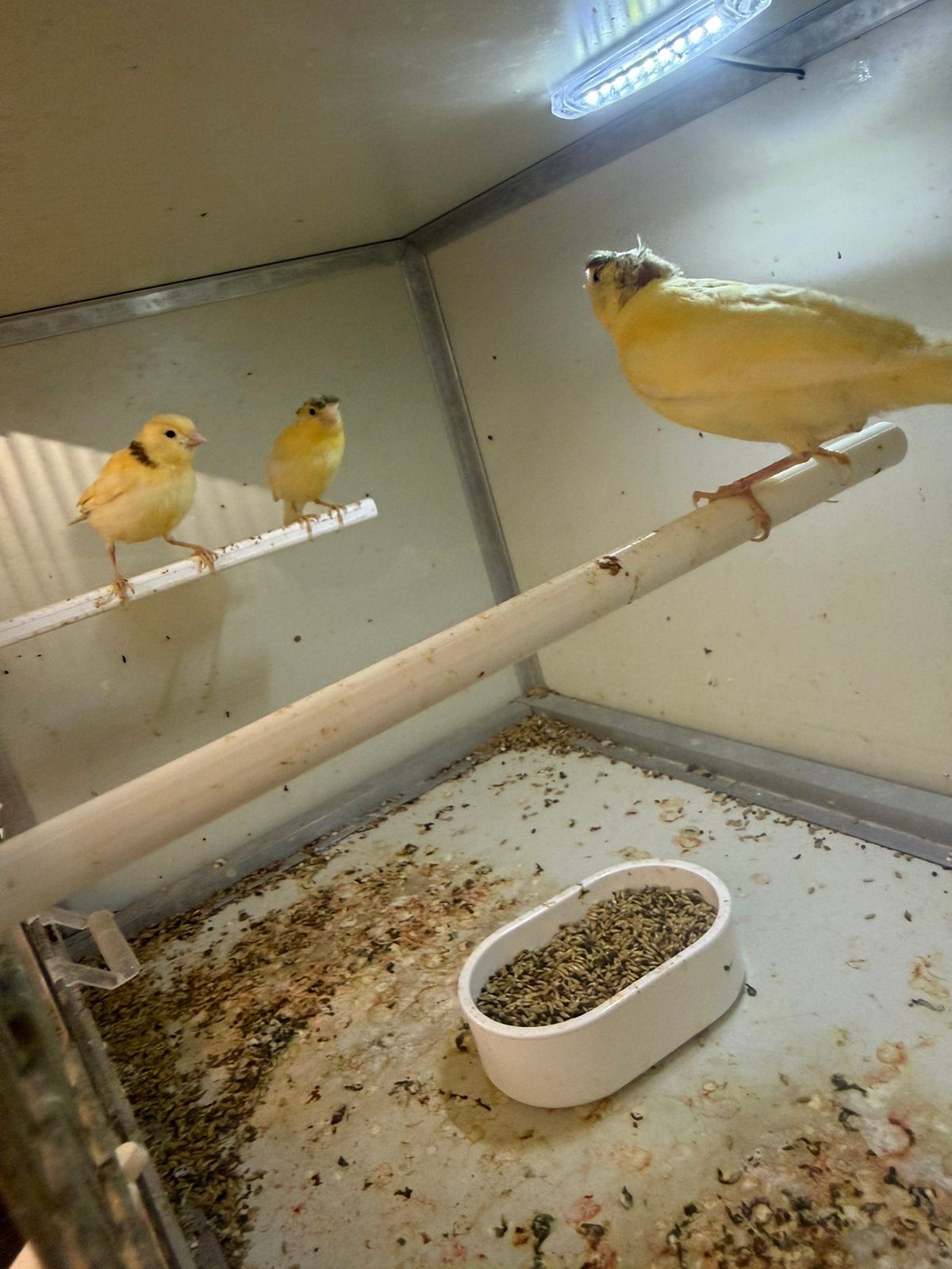 Jong kanaries, Dieren en Toebehoren, Meerdere dieren, Kleurkanarie
