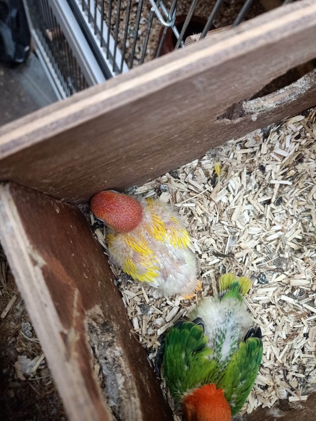 Jonge rosei collie lutino rode ogen en fischerie, Dieren en Toebehoren, Vogels | Parkieten en Papegaaien, Meerdere dieren, Dwergpapegaai of Agapornis