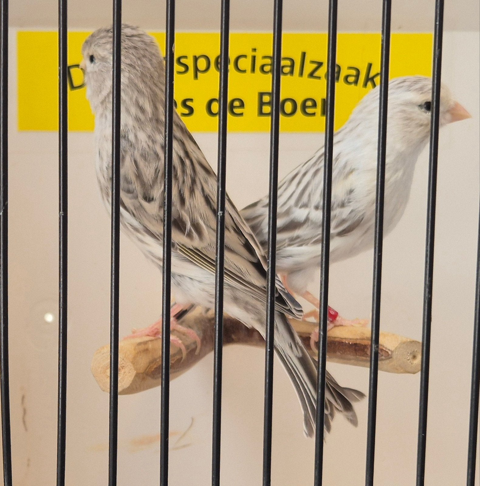 Koppel agaat kanaries, Dieren en Toebehoren, Vogels | Kanaries, Meerdere dieren, Kleurkanarie