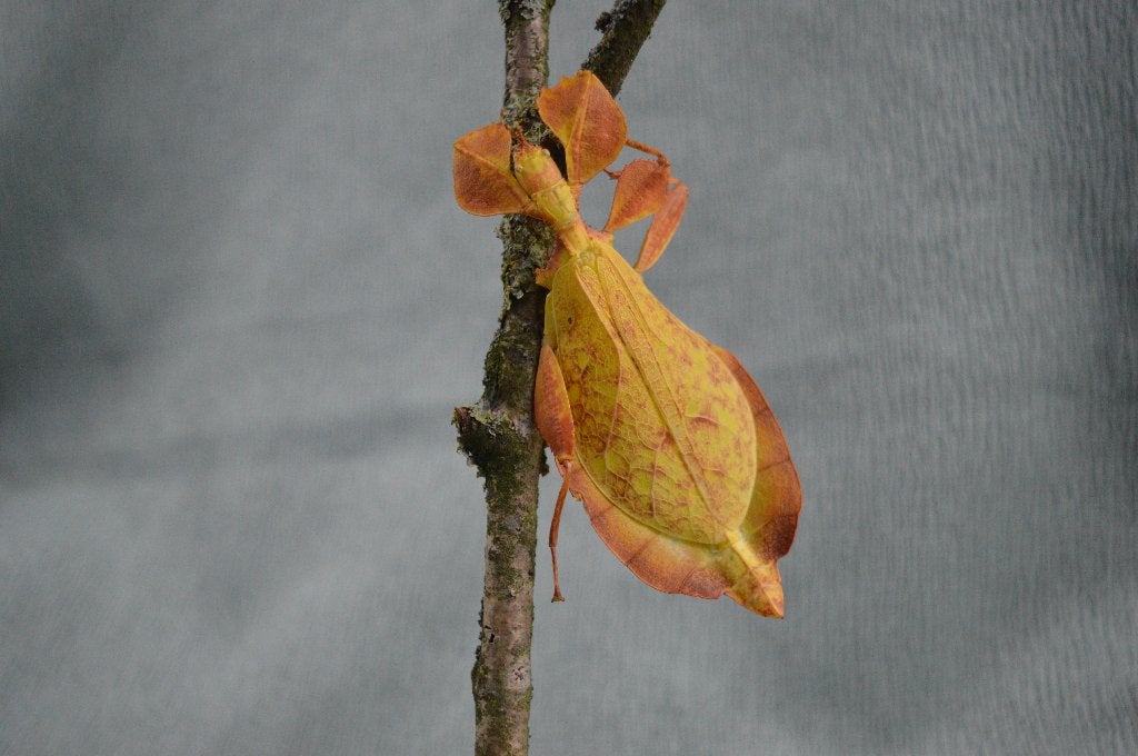 Phyllium mabantai wandelend blad eitjes, Wandelende tak