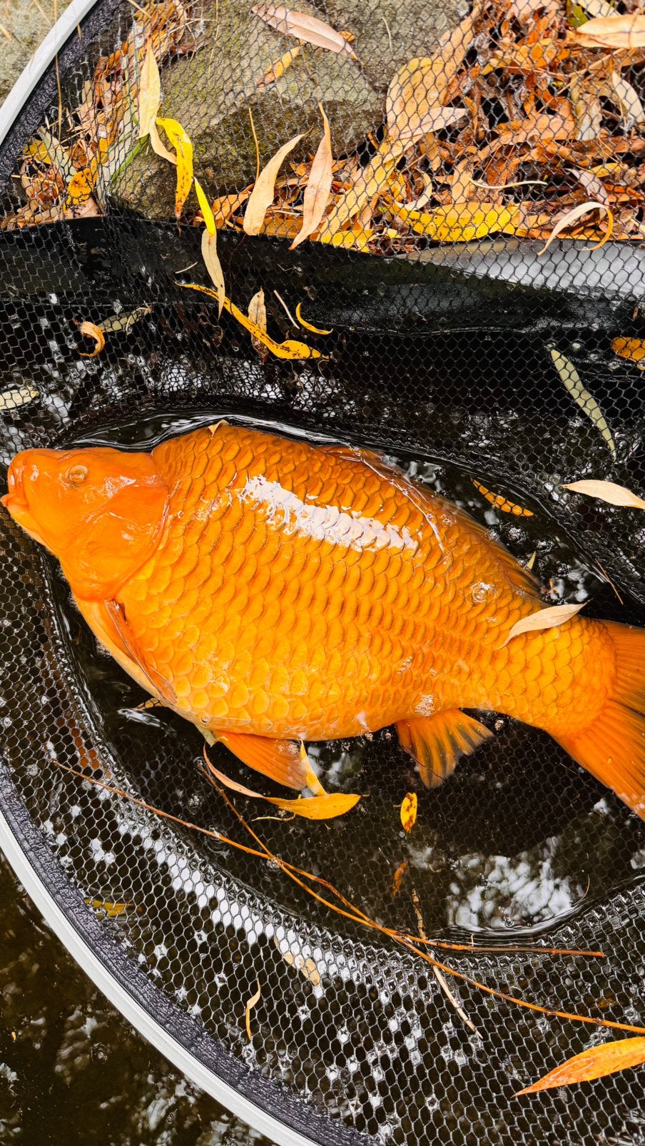 Koi karpers, Dieren en Toebehoren, Vissen | Vijvervissen, Karper of Koi