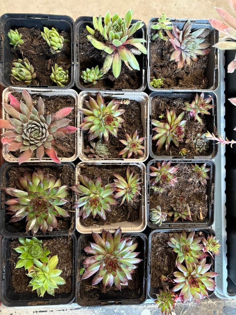 Vetplantjes te koop, Ophalen of Verzenden, Overige soorten, Volle zon