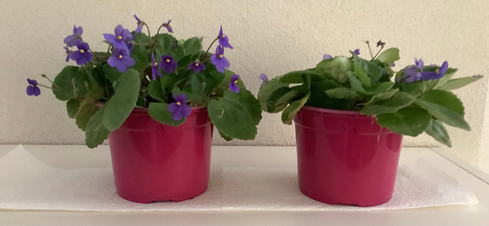 2 kamerplantjes - totale hoogte ong. 17 cm., Bloeiende kamerplant, Ophalen, Minder dan 100 cm