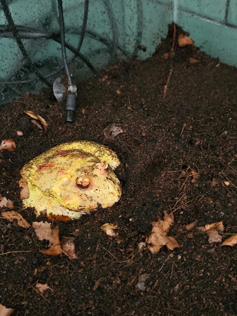 Pikachua pacman incl terrarium met warmte element en lamp. Frog - unknown for sale from d