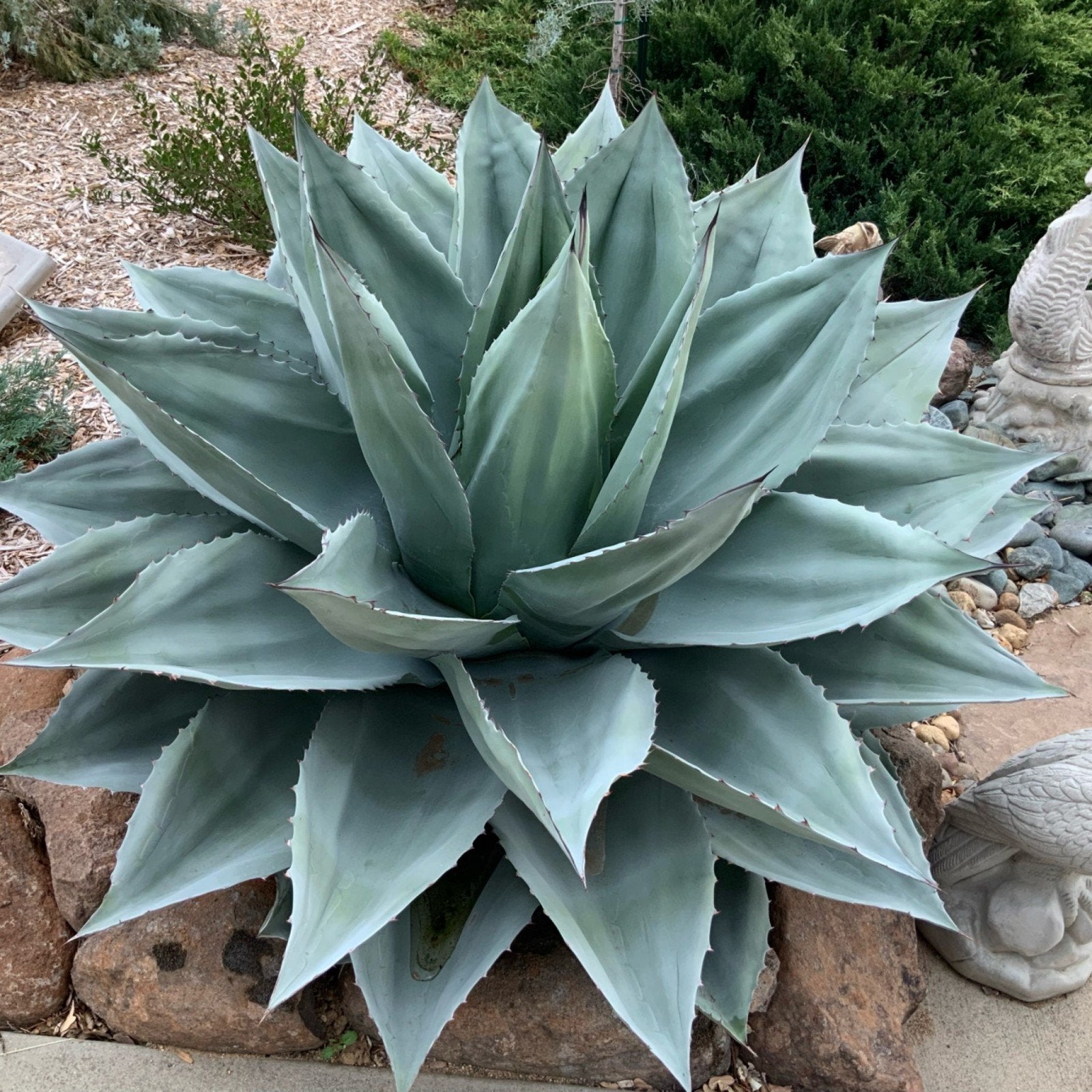Winterharde Agave Ovatifolia, Tuin en Terras, Ophalen of Verzenden