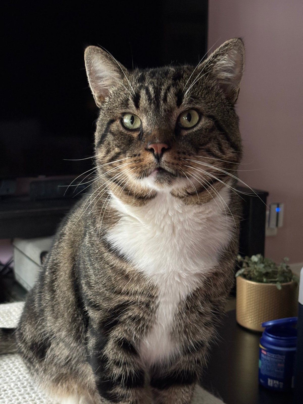 Cyperse kater, Dieren en Toebehoren, 3 tot 5 jaar