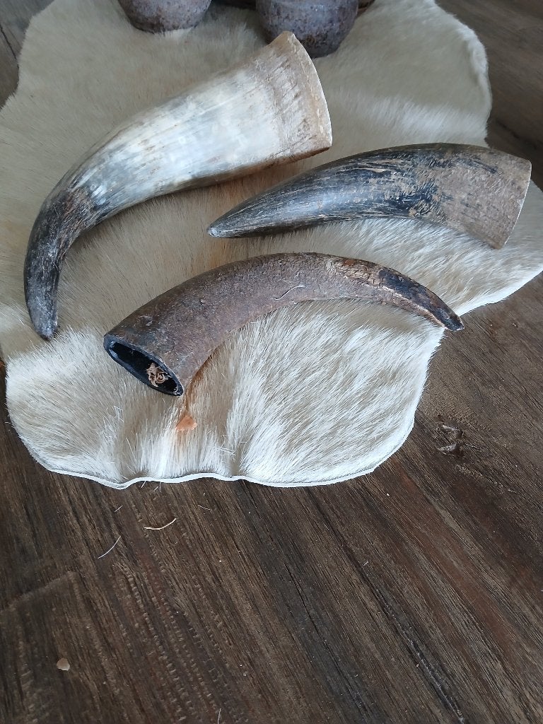 Koe/bok hoorns  3 x, Ophalen of Verzenden, Gebruikt