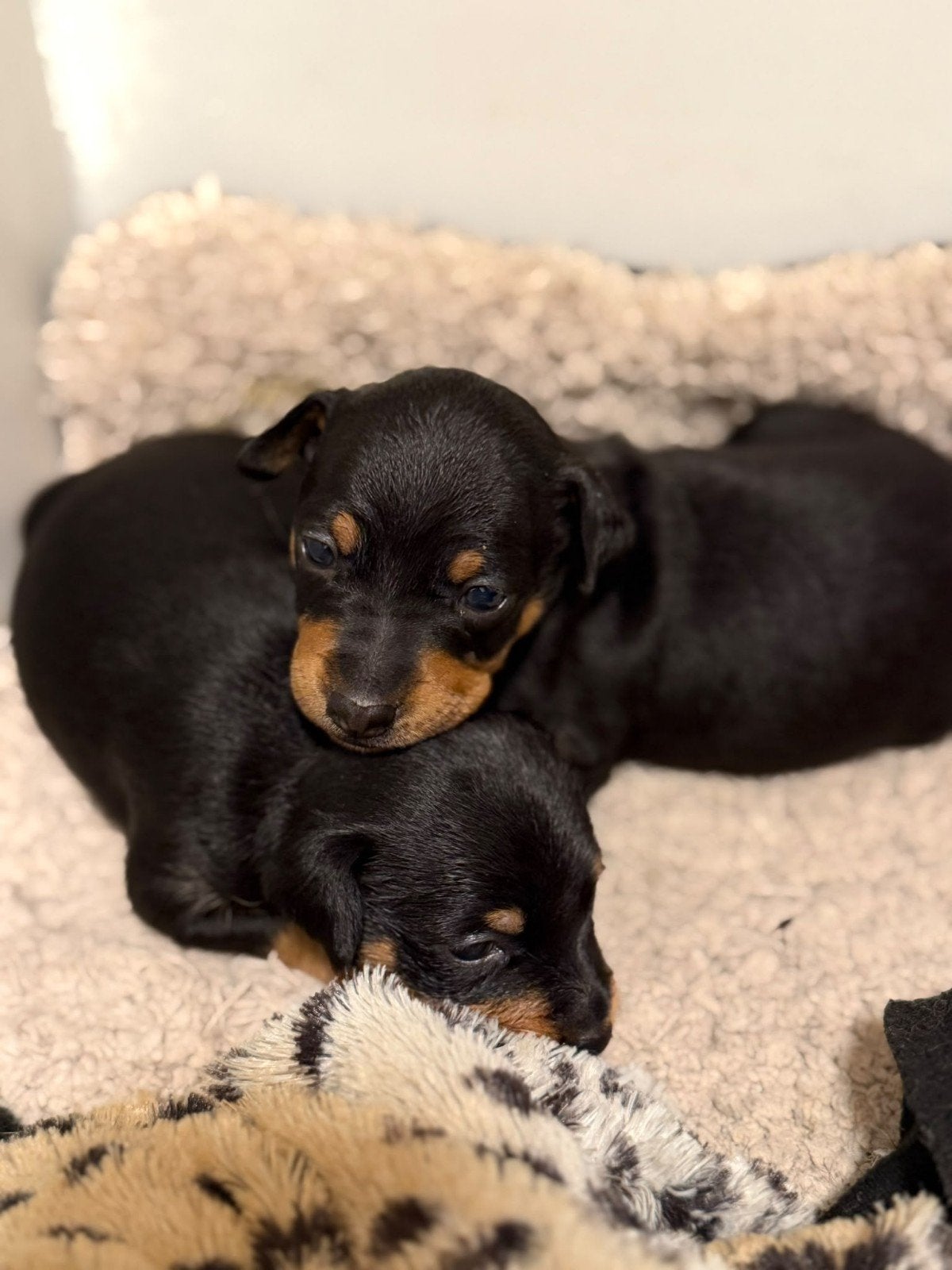 Mini pinscher, Dieren en Toebehoren, 8 tot 15 weken, Teef, Meerdere, Nederland
