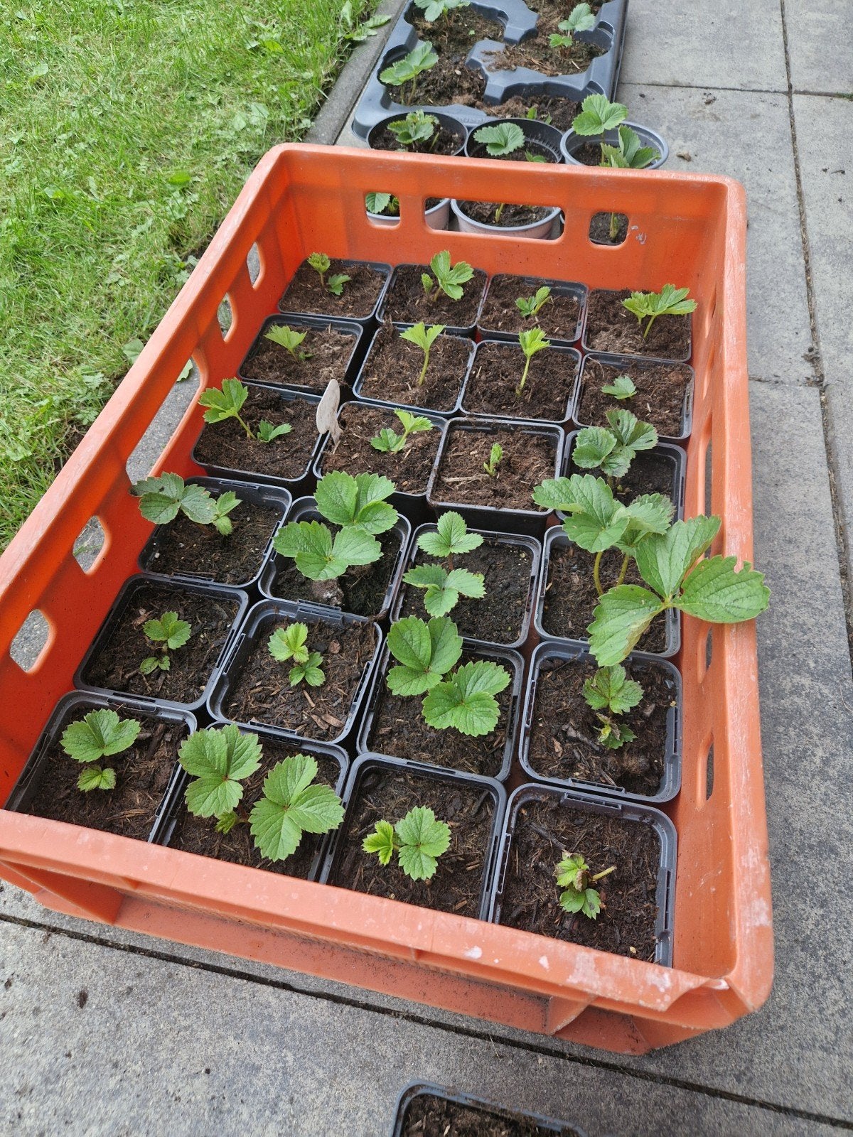 Aardbei stekjes, Ophalen, Zomer, Fruitplanten, Volle zon