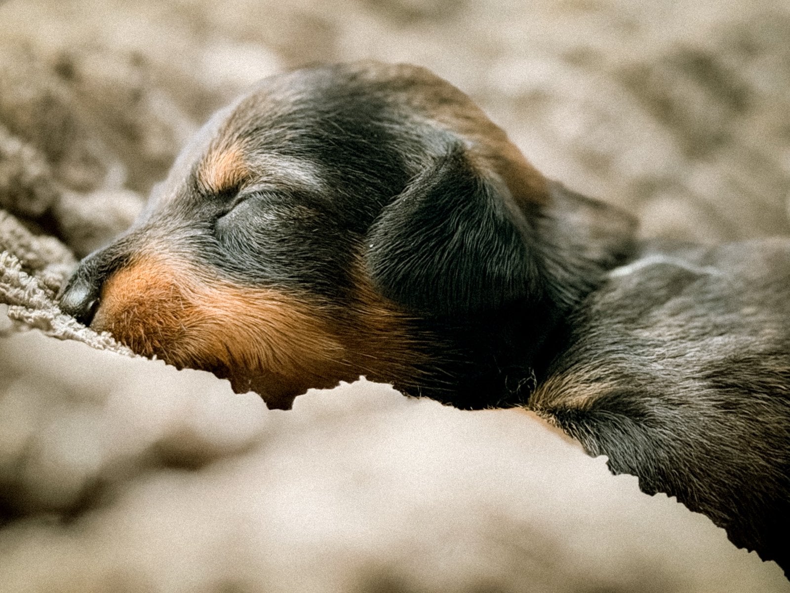 🌼Schattige ruwharige teckel pups🌼(kaninchen/dwerg), Kaninchen, 8 tot 15 weken, Parvo, Meerdere