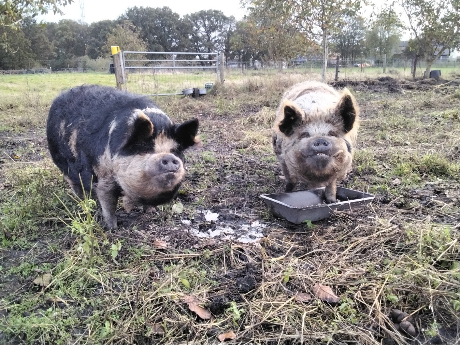 kune kune varkens