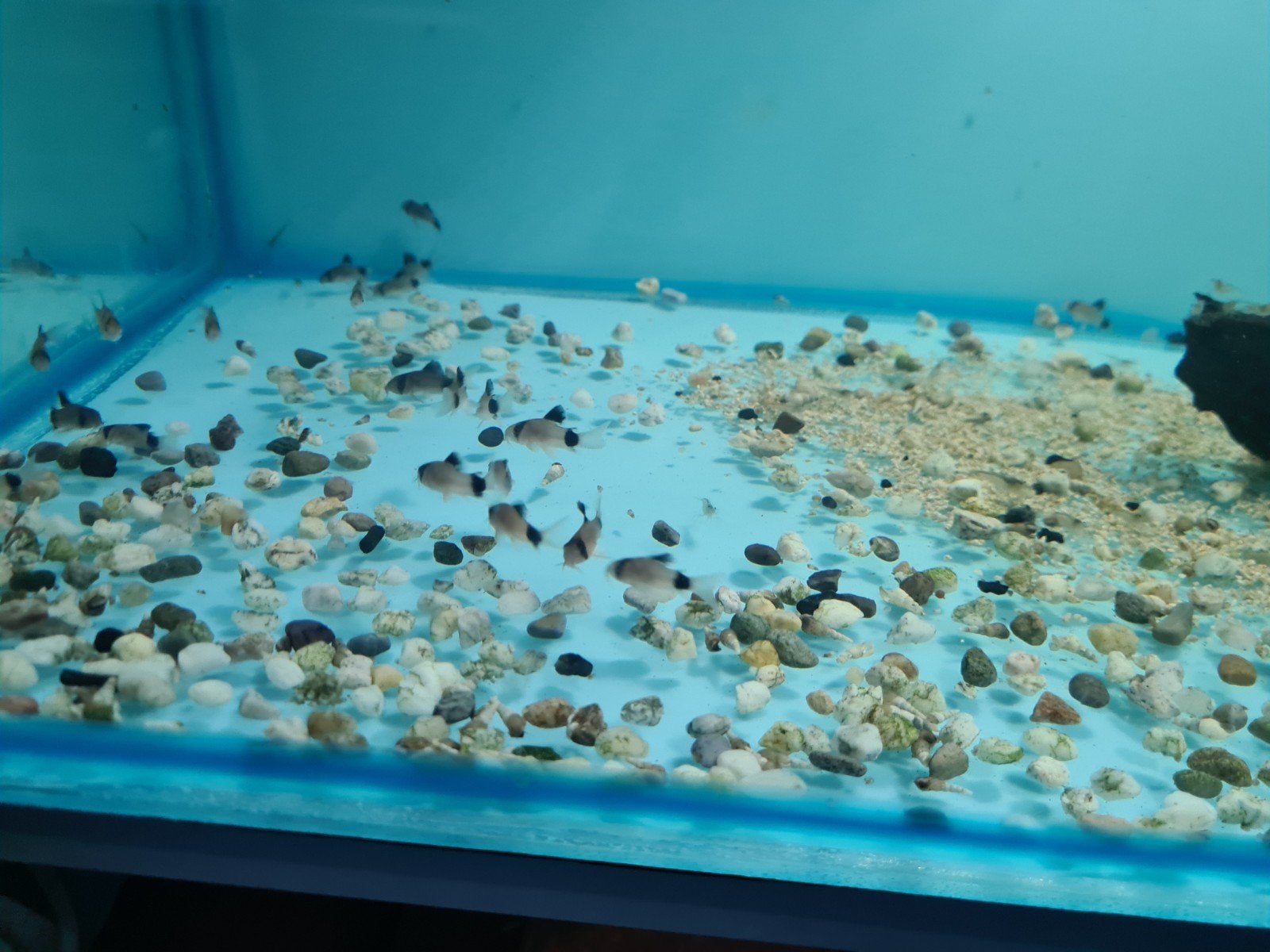Corydoras Panda, Pantsermeerval, Vis, Zoetwatervis