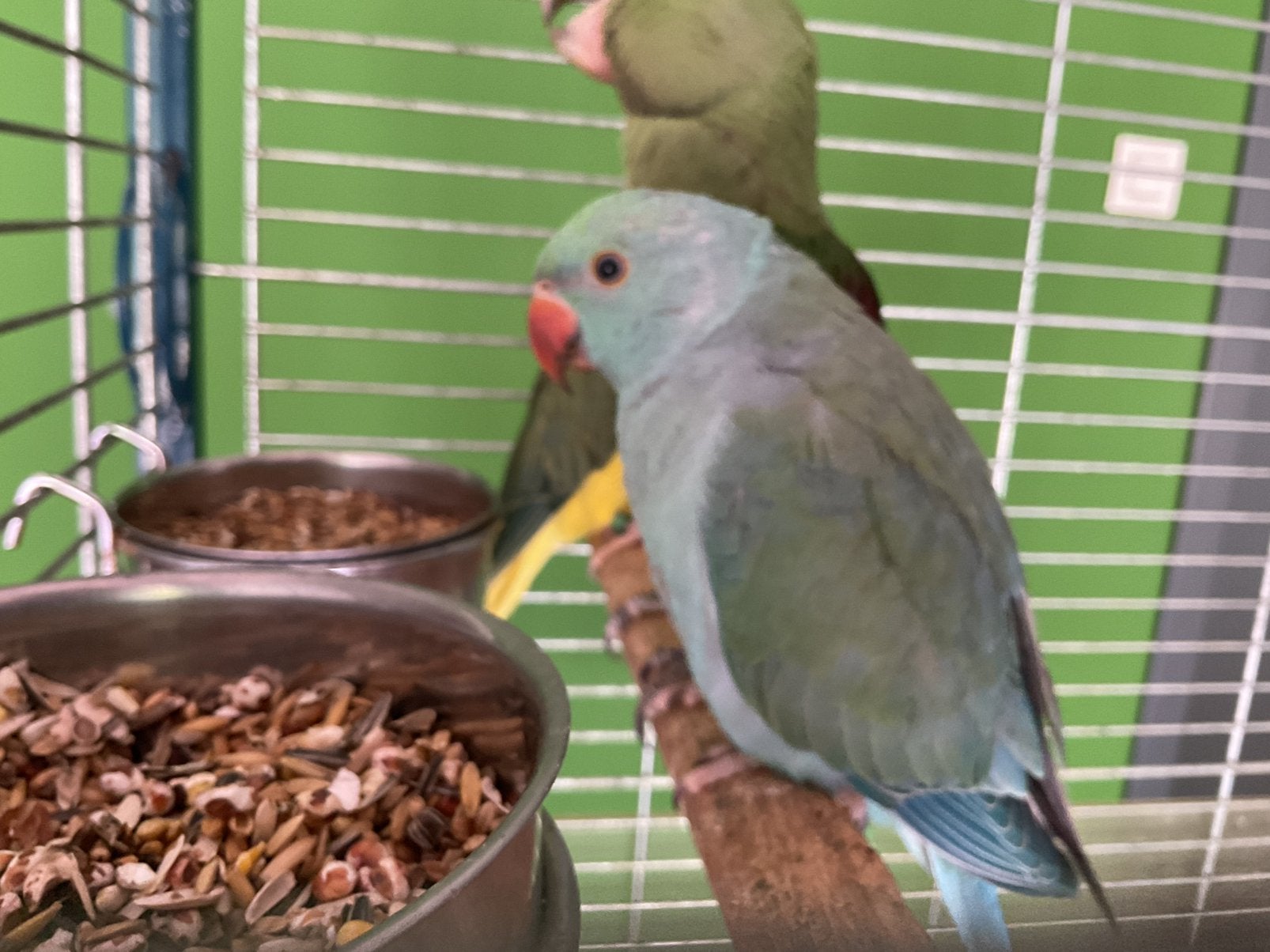 Halsband parkiet, Dieren en Toebehoren, Vogels | Parkieten en Papegaaien, Mannelijk, Parkiet, Tam