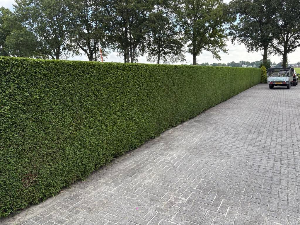 Tuinman voor haag / heg snoeien, Tuin en Terras, Gras en Kunstgras, Ophalen, Zo goed als nieuw, 20 m² of meer